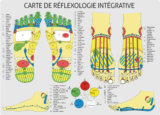 Cartographie Reflexologie Intégrative